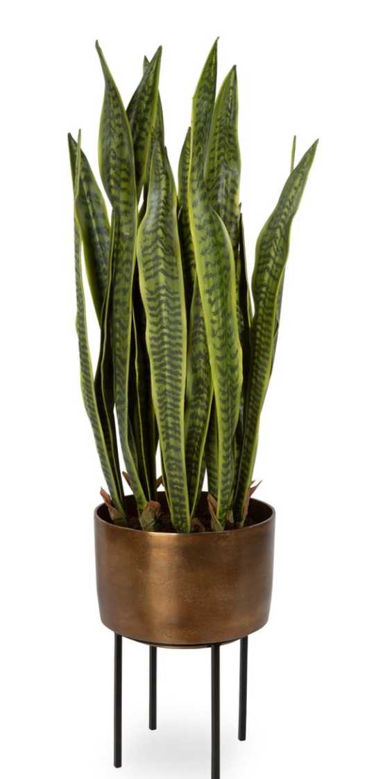 MARTIN - Master Bedroom Plant